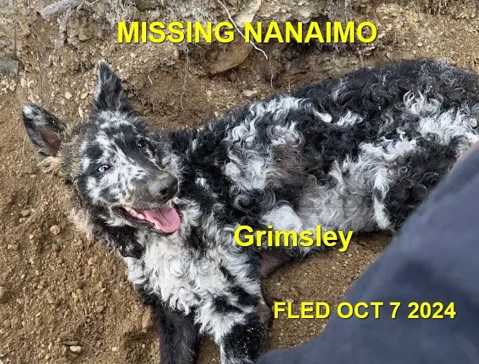 HAPPY ENDINGS - NANAIMO BC. / GRIMSLEY / OCT. 7, 2024