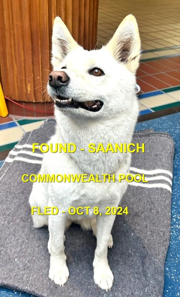 GONE TO SHELTER - HAPPY ENDINGS - SAANICH BC. / OCT. 8, 2024