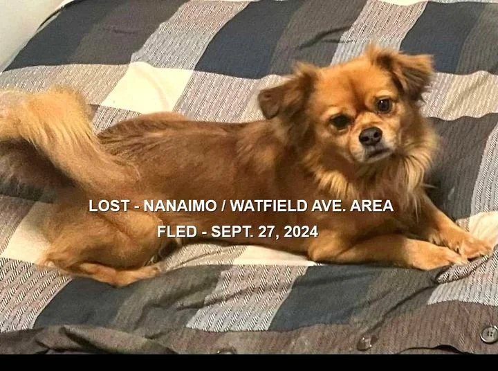 HAPPY ENDINGS - NANAIMO BC. / OZZY / SEPT. 27, 2024