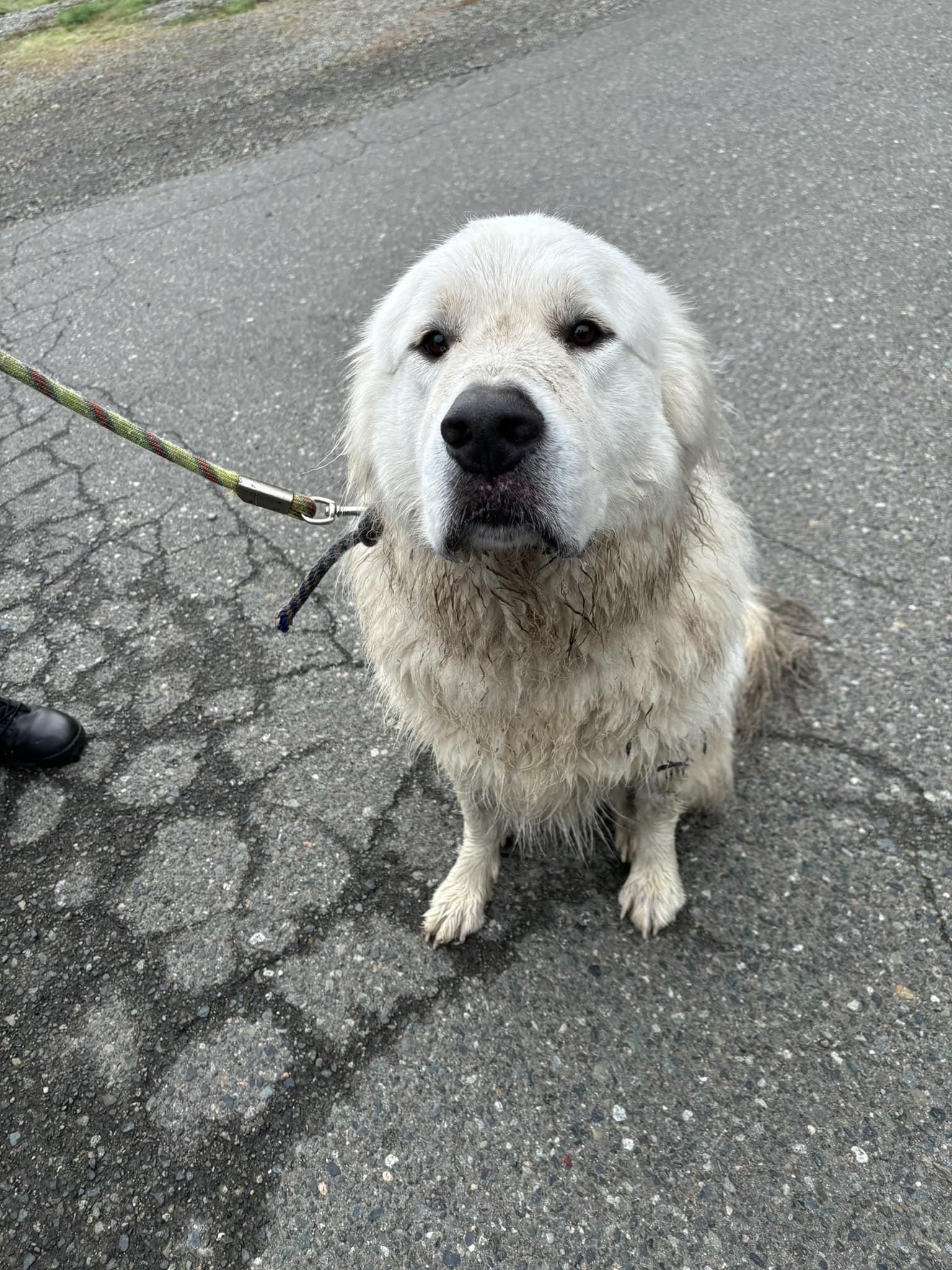 GONE TO SHELTER - HAPPY ENDINGS - QUALICUM BEACH BC. / SEPT 26, 2024