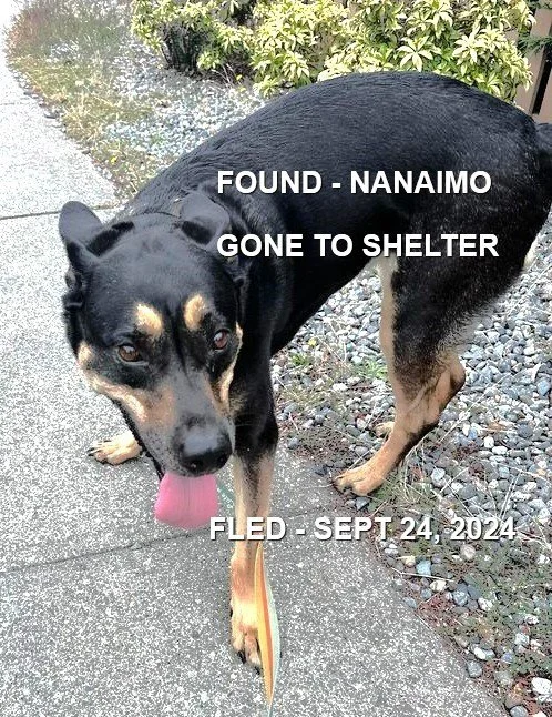 GONE TO SHELTER - HAPPY ENDINGS - NANAIMO BC. / SEPT 24, 2024