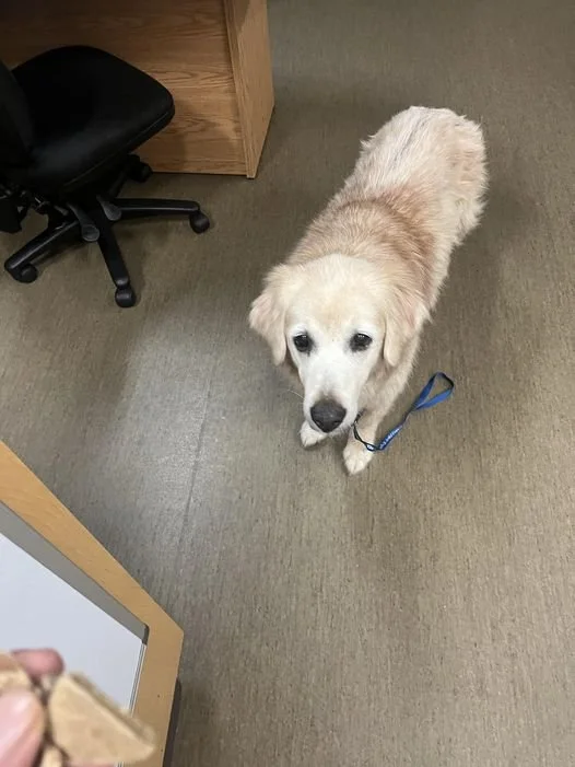 GONE TO SHELTER - HAPPY ENDINGS - NANAIMO BC. / SEPT 24, 2024