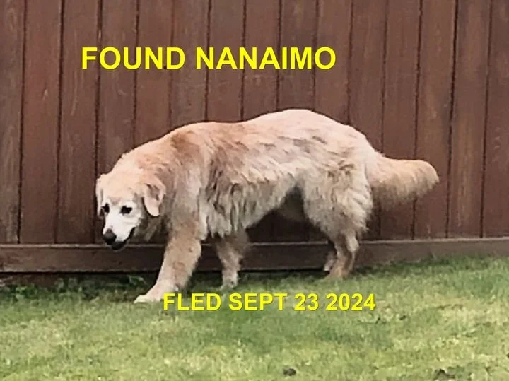 GONE TO VET - GONE TO SHELTER - NANAIMO BC. / SEPT 23, 2024