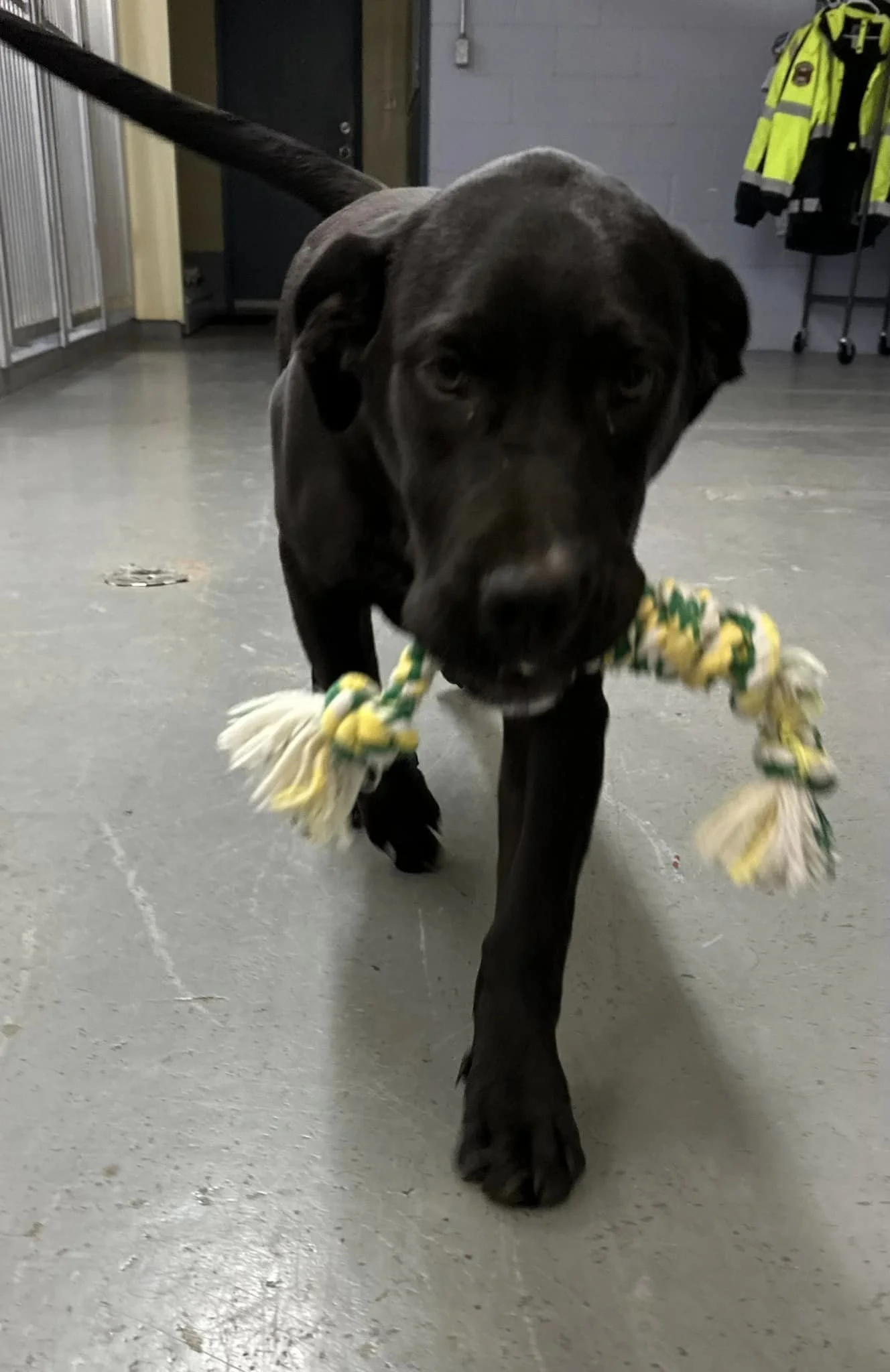 GONE TO SHELTER - HAPPY ENDINGS - DUNCAN BC. / SEPT 16, 2024