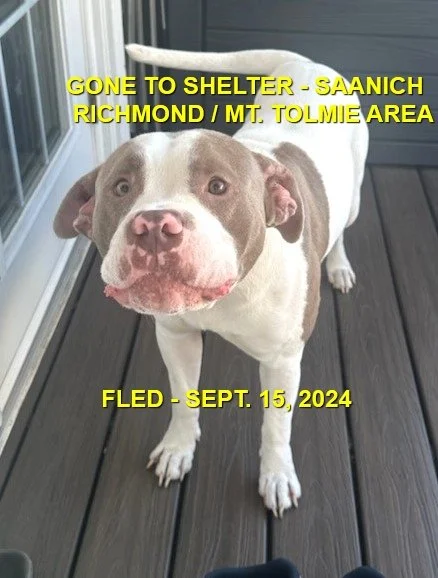GONE TO SHELTER - SAANICH BC. / SEPT 15, 2024