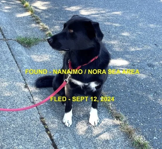 GONE TO SHELTER - HAPPY ENDING - NANAIMO BC. / SEPT 12, 2024