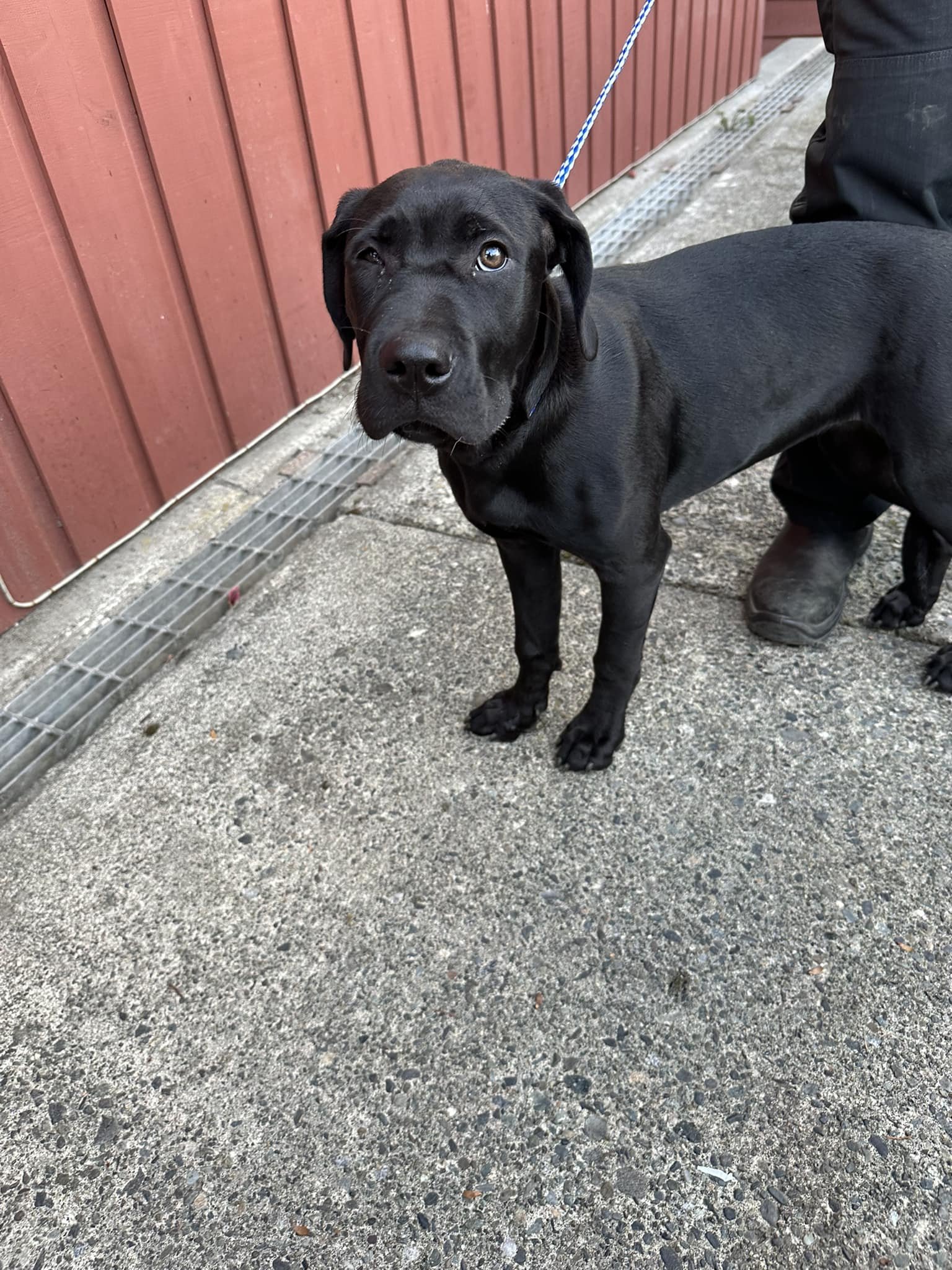 GONE TO SHELTER - GONE HOME - DUNCAN BC. / OCT 17, 2024