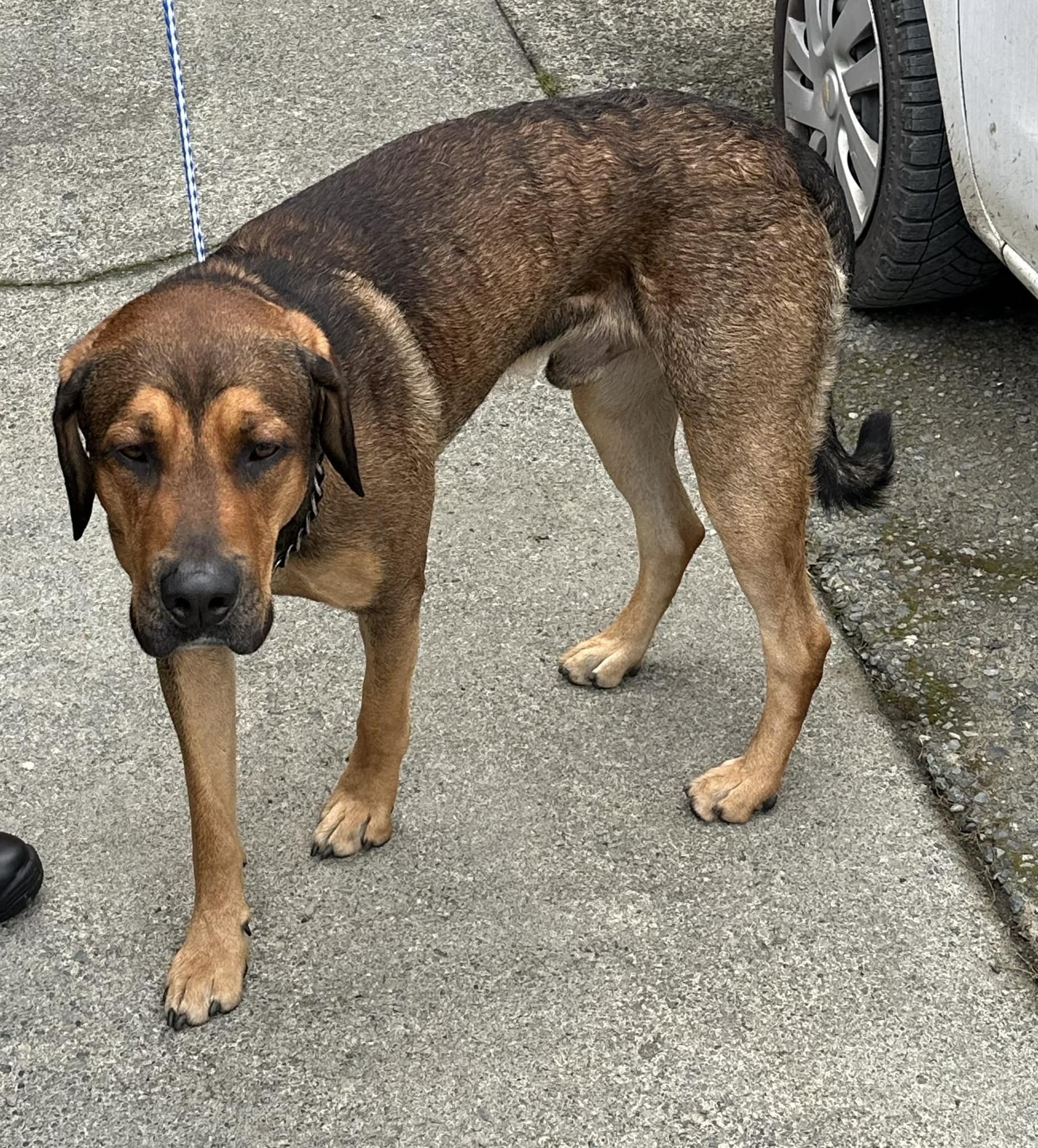 GONE TO SHELTER - GONE HOME - DUNCAN BC. / OCT. 15, 2024