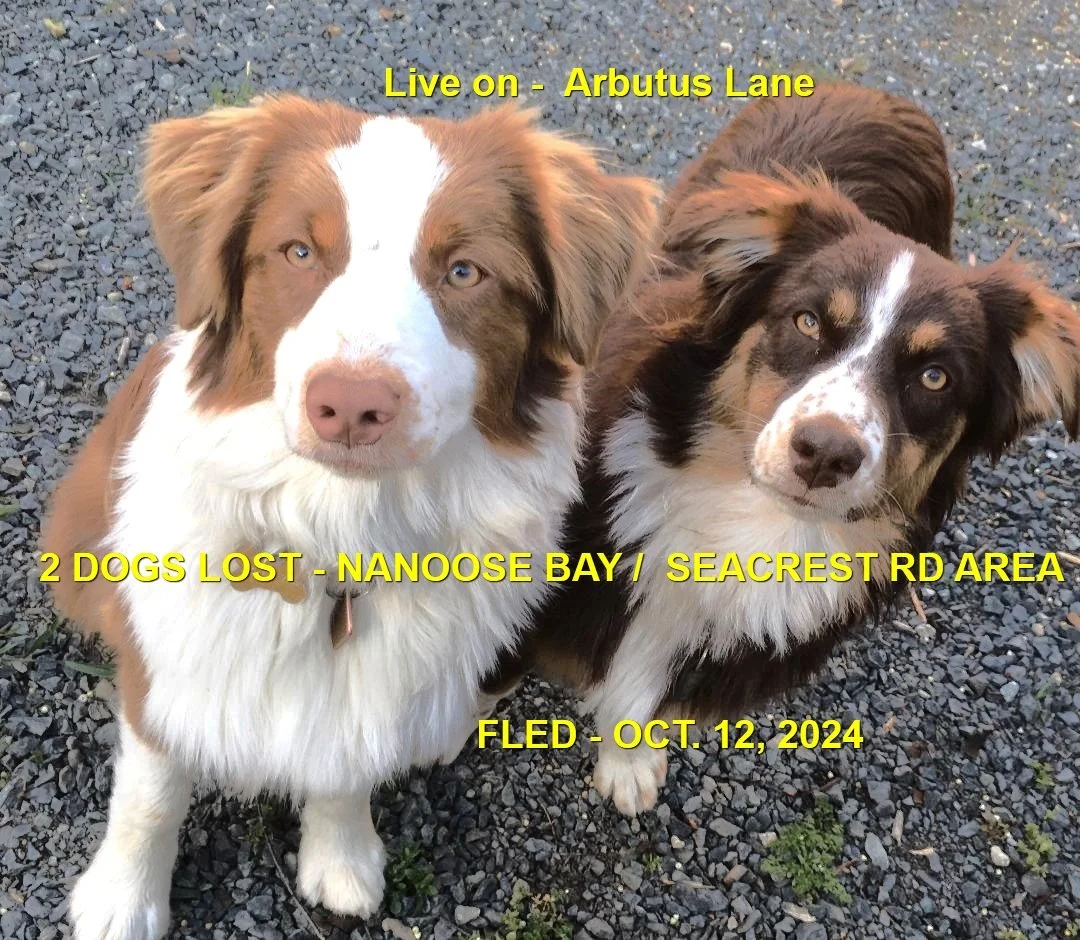 HAPPY ENDINGS - NANOOSE BAY BC. / LIEBE &amp; GARCON / OCT. 12, 2024