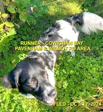 HAPPY ENDINGS - COWICHAN BAY BC. / DENNIS / OCT. 12, 2024