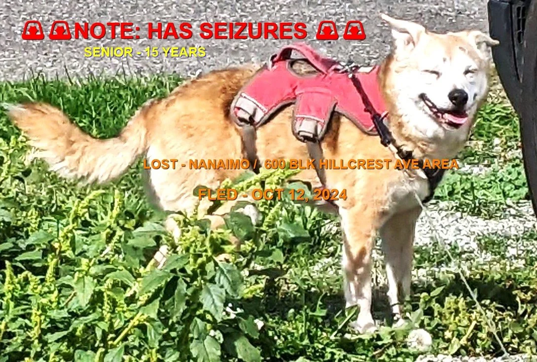   HAPPY ENDINGS - NANAIMO BC. / LIGHT / OCT. 12, 2024