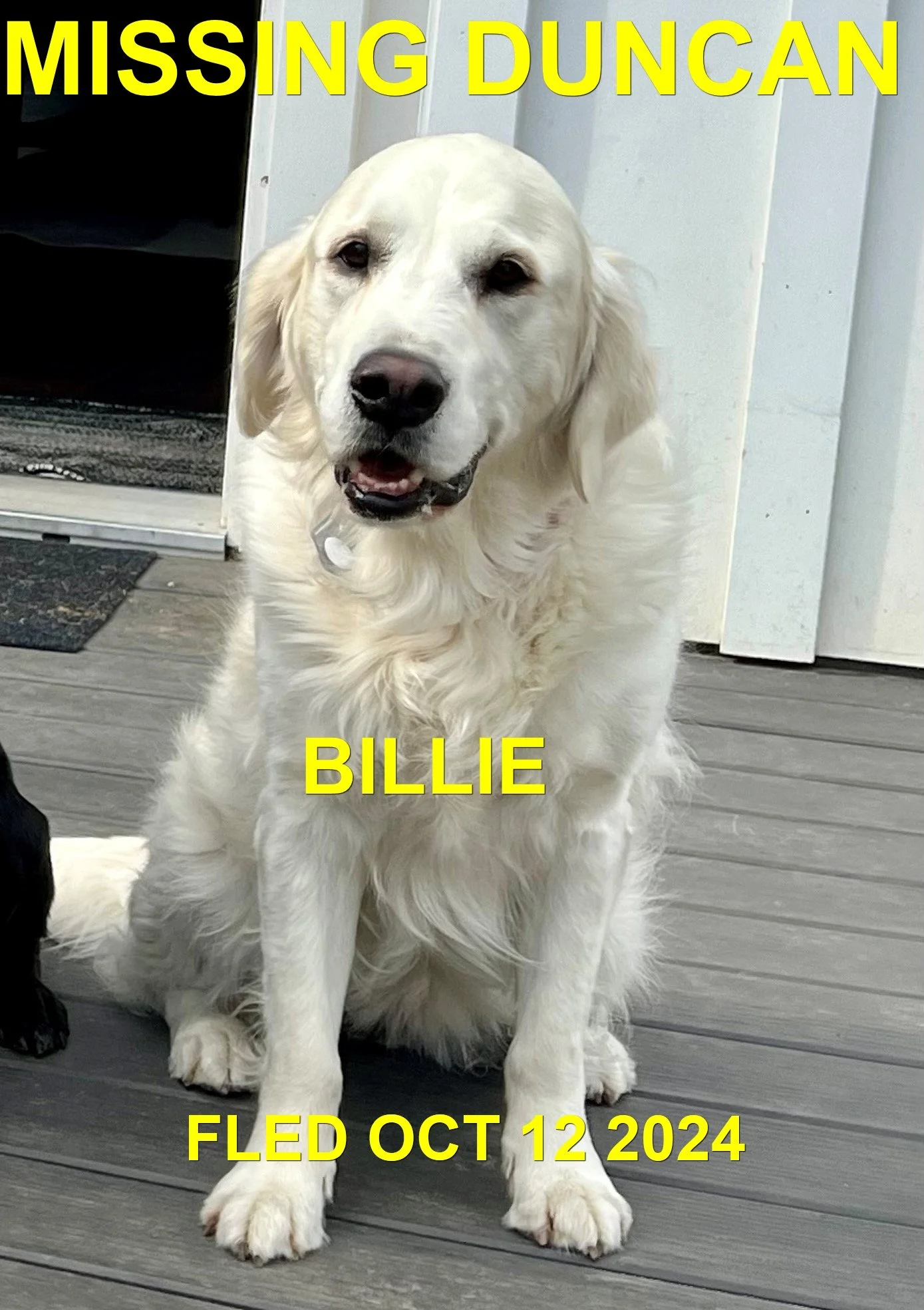 GONE TO SHELTER - HAPPY ENDINGS - DUNCAN BC. / BILLIE / OCT. 12, 2024