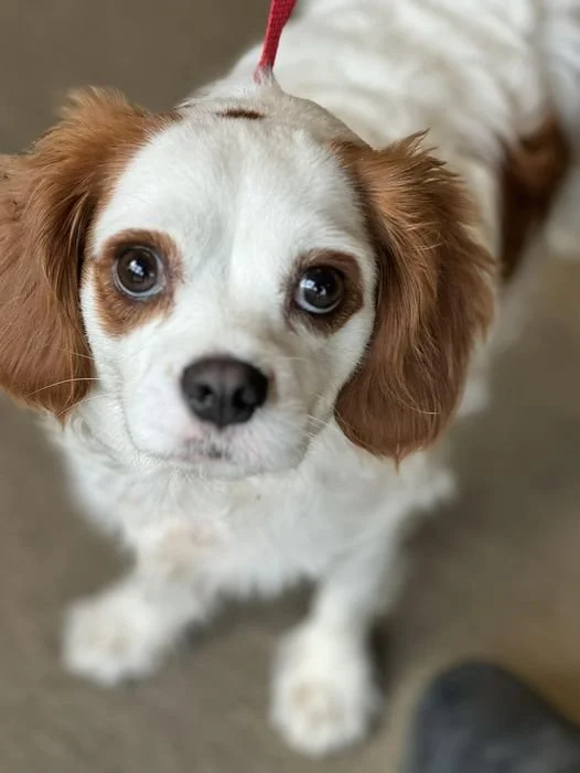 GONE TO SHELTER - HAPPY ENDINGS - NANAIMO BC. / OCT. 10, 2024