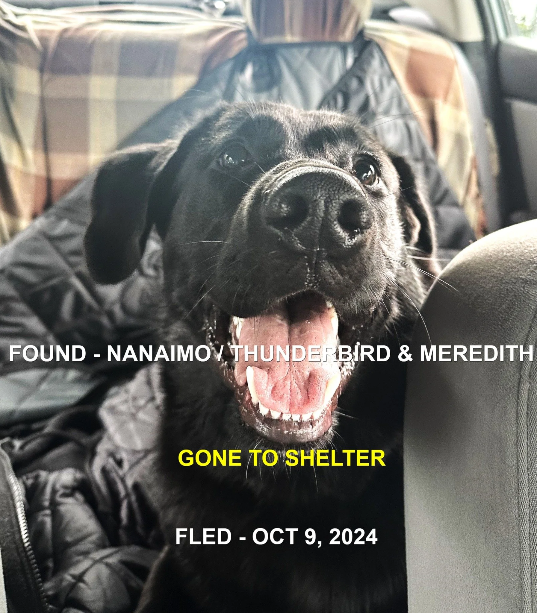 GONE TO SHELTER - NANAIMO BC. / OCT. 9, 2024