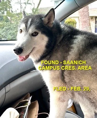 HAPPY ENDINGS - SAANICH BC. / FEB. 29, 2024