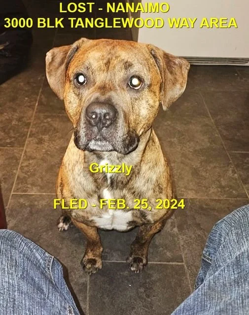 HAPPY ENDINGS -NANAIMO BC. / GRIZZLY / FEB 25, 2024