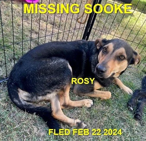 HAPPY ENDINGS - SOOKE BC. / ROSY / FEB. 22, 2024