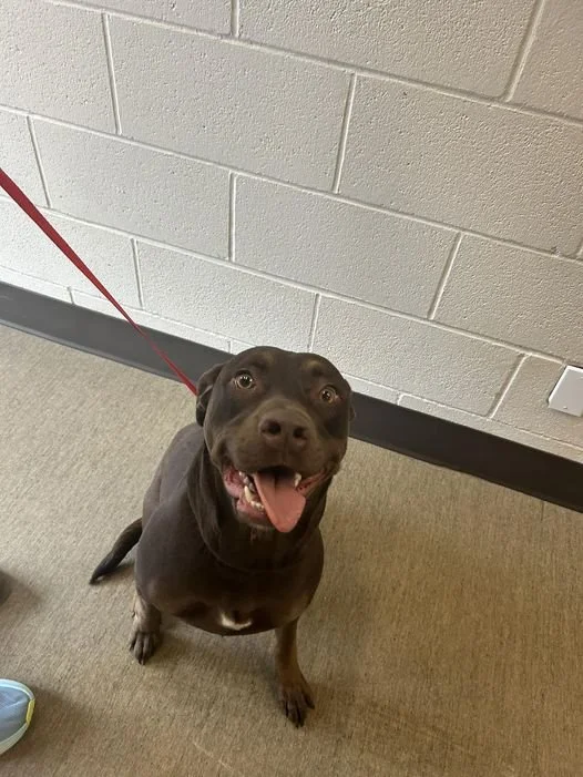 GONE TO SHELTER - HAPPY ENDINGS - NANAIMO BC. / FEB. 22, 2024