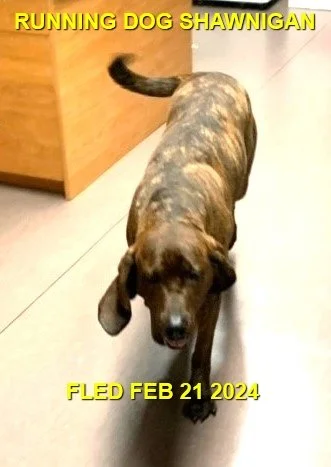 HAPPY ENDINGS - SHAWNIGAN LAKE BC. / FEB 21, 2024