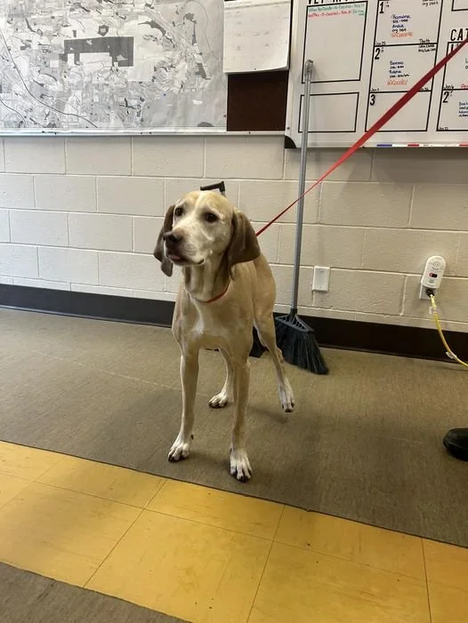 GONE TO SHELTER - HAPPY ENDINGS - NANAIMO BC. / FEB. 21, 2024