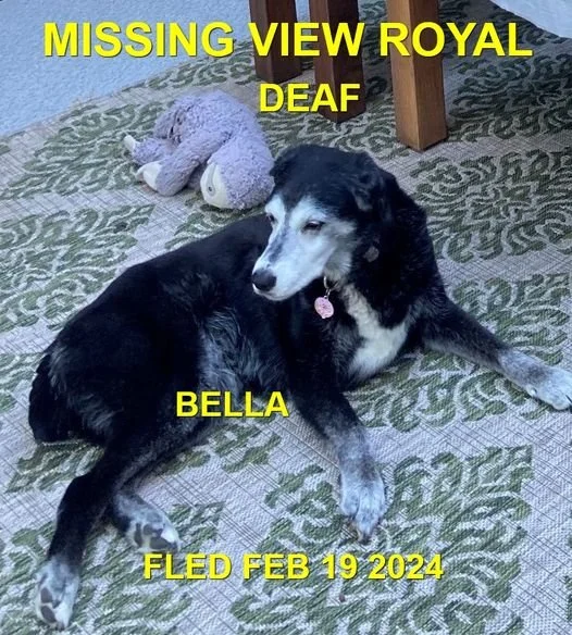WENT HOME ON OWN - HAPPY ENDINGS - VIEW ROYAL BC. / BELLA / FEB. 19, 2024