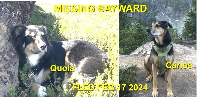 HAPPY ENDINGS - SAYWARD BC. / QUOIA &amp; CARLOS / FEB. 17, 2024