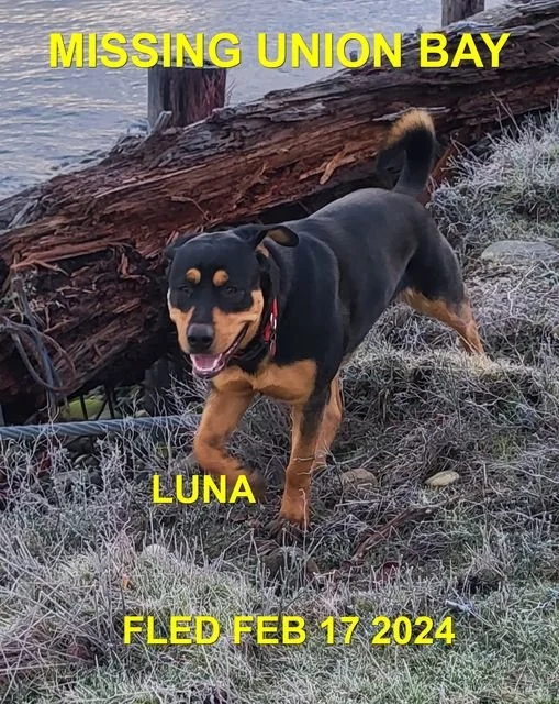 HAPPY ENDINGS - UNION BAY BC. / LUNA / FEB. 17, 2024