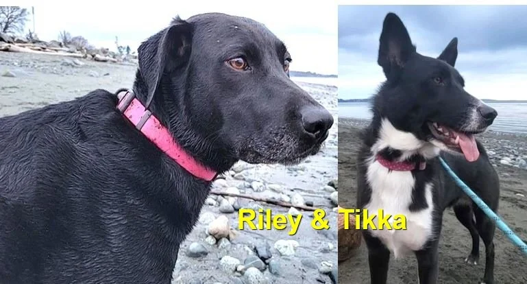 HAPPY ENDINGS - ESQUIMALT BC. / RILEY &amp;TIKKA / FEB. 16, 2024
