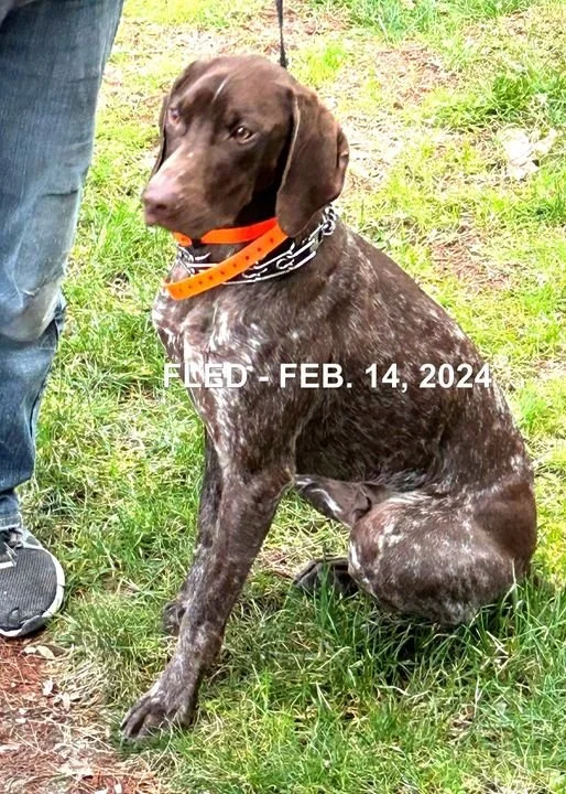 GONE TO SHELTER - HAPPY ENDINGS - LAKE COWICHAN BC. / FEB. 14, 2024