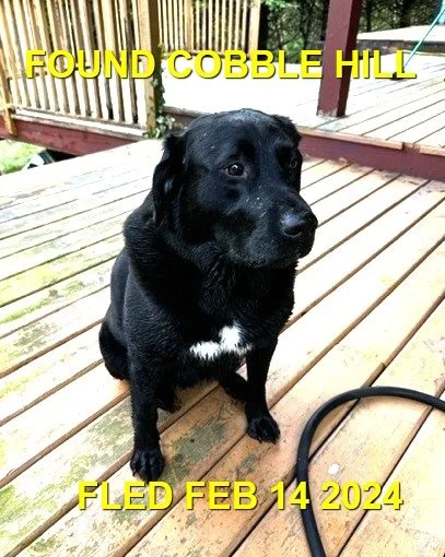 GONE TO SHELTER - HAPPY ENDINGS / COBBLE HILL BC. / ARLO /  FEB. 14, 2024