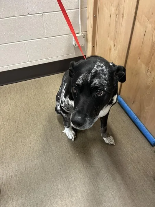 GONE TO SHELTER / GONE HOME - NANAIMO BC. / DARLA / NOV. 12, 2024