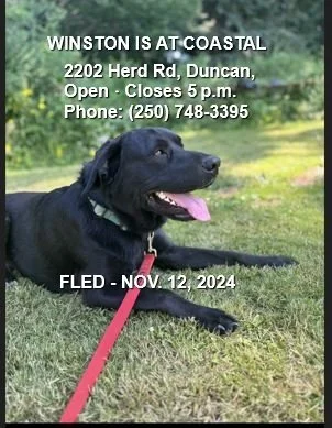 GONE TO SHELTER / GONE HOME - DUNCAN BC. / WINSTON / NOV. 12, 2024