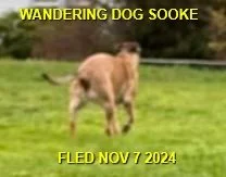 WENT HOME ON THEIR OWN - SOOKE BC. / NOV. 7, 2024