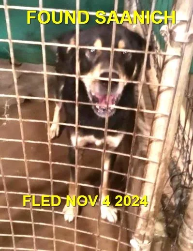 GONE TO SHELTER - SAANICH BC. / NOV. 3, 2024