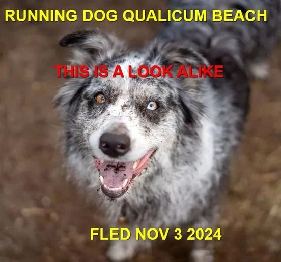 OVER THE RAINBOW BRIDGE - W. QUALICUM BEACH BC. / HOLLY / NOV. 3, 2024