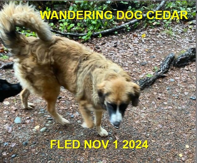 WENT HOME ON THEIR OWN - CEDAR BC. / NOV. 1, 2024