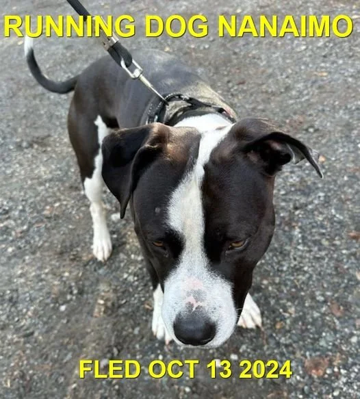 UNRESOLVED - NANAIMO BC. / OCT. 13, 2024