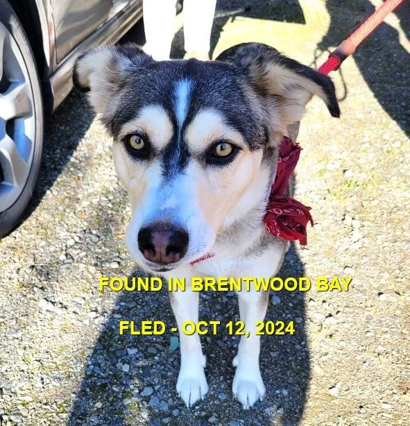 HAPPY ENDINGS - BRENTWOOD BAY BC. / OCT. 12, 2024