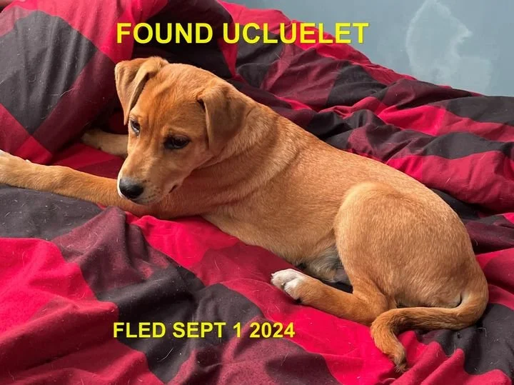 HAPPY ENDINGS - UCLULET BC. / SEPT 1, 2024