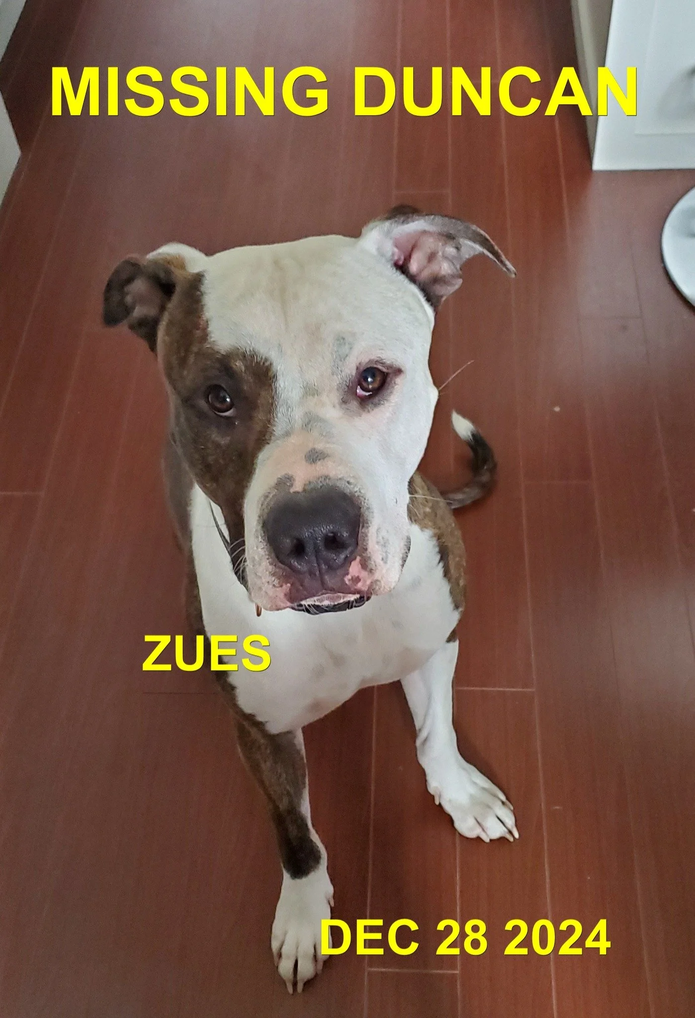 CAME HOME ON OWN - COWICHAN BAY BC. / ZUES / DEC. 28, 2024