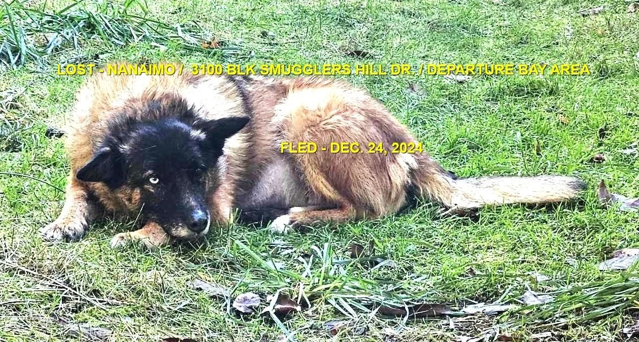 CAME HOME ON OWN - NANAIMO BC. / MR. BLUE / DEC. 23, 2024