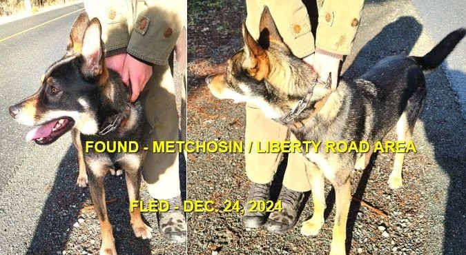 GONE TO SHETLER . GONE HOME- METCHOSIN BC. / DEC. 24, 2024