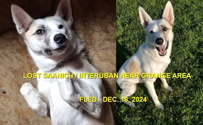 GONE TO SHELTER / GONE HOME - SAANICH BC. / NOUSHA / DEC. 18, 2024