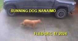 GONE TO SHELTER - NANAIMO BC. / DEC. 17, 2024