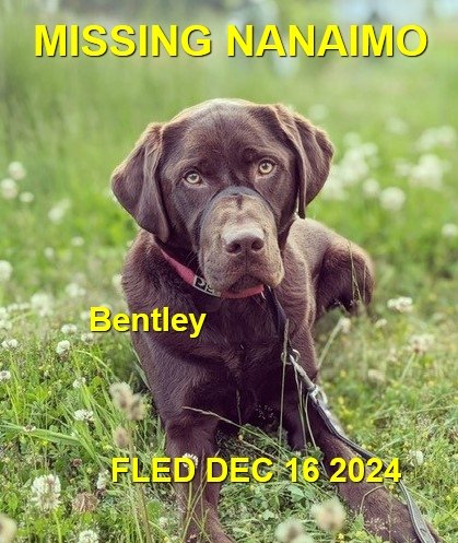 GONE TO SHELTER - GONE HOME - NANAIMO BC. / BENTLEY / DEC. 16, 2024