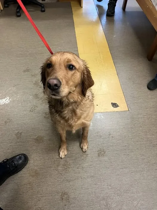 GONE TO SHELTER - GONE HOME - NANAIMO BC. / GOLDIE / DEC. 13, 2024