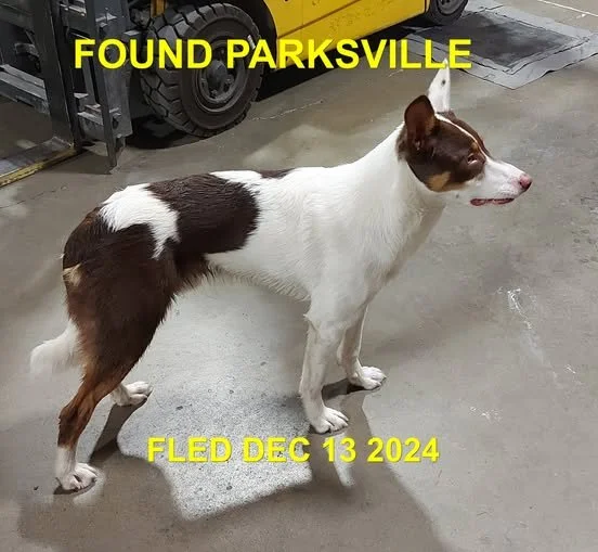GONE TO SHELTER - GONE HOME -PARKSVILLE BC. / DEC. 13, 2024