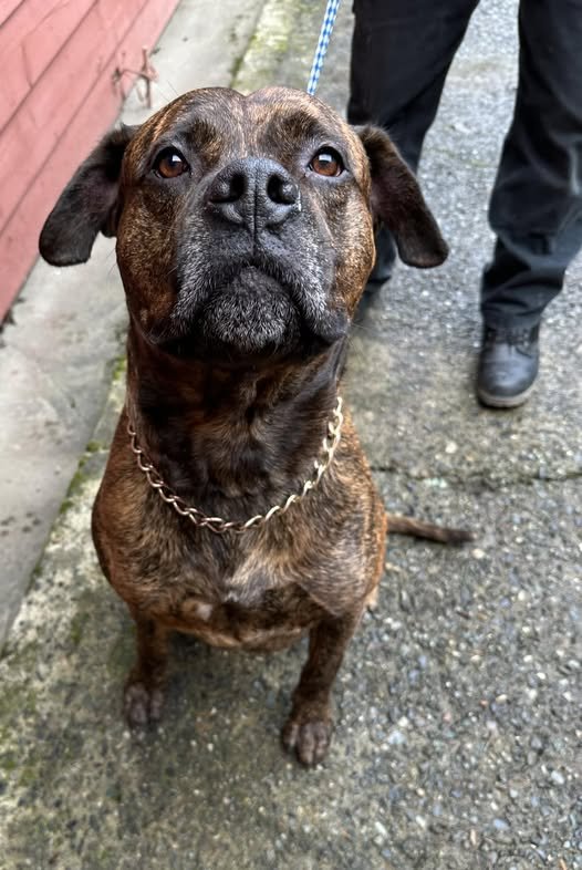 SHELTER &amp; TRANSFERED TO RESCUE - DUNCAN BC. / DEC. 12, 2024