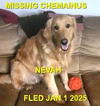 CAME HOME ON OWN - CHEMAINUS BC. / NEVAH / JAN 1, 2025