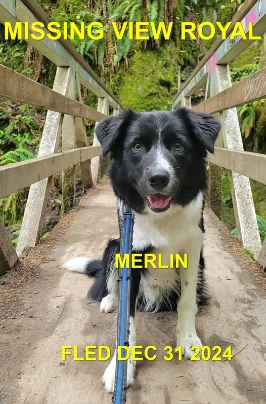 CAME HOME ON OWN - VIEW ROYAL BC. / MERLIN / DEC. 31, 2024